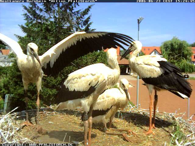 Bornheim Storks nest 2 OTD 062306