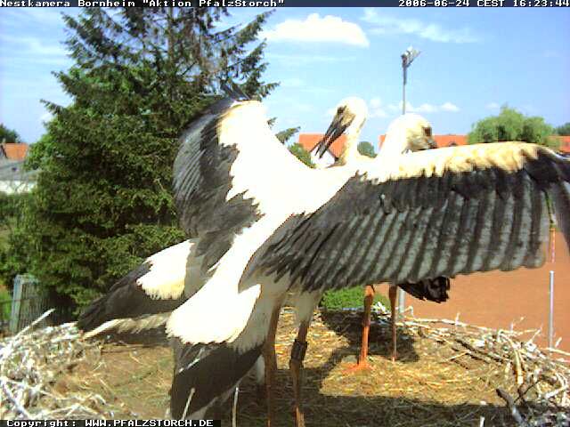 Bornheim Storks nest 2 OTD 062406