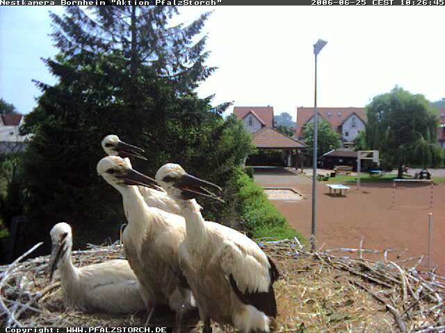 Bornheim Storks nest 2 OTD 062506