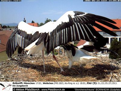 Bornheim Storks nest 1 OTD 062706