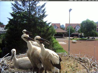 Bornheim Storks nest 2 OTD 062706