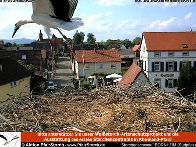Bornheim Storks nest 1 OTD 062806