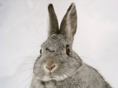 Cutest Bunny OTD 062806