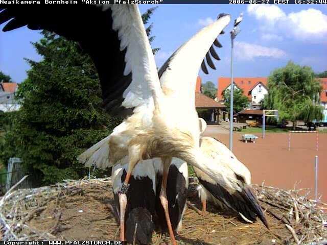 Bornheim Storks nest 2 OTD 062906