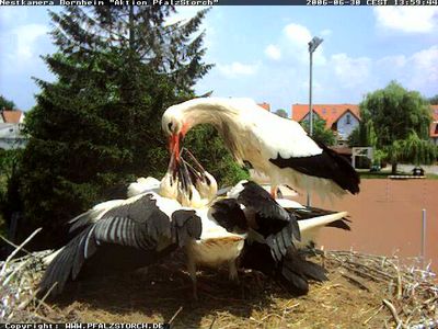 Bornheim Storks nest 2 OTD 070106