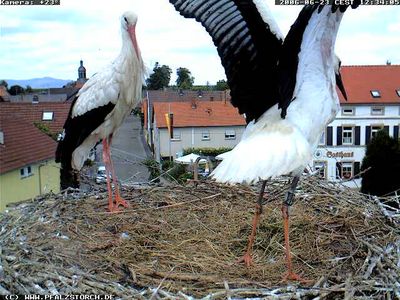 Bornheim Storks nest 1 OTD 062306