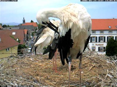Bornheim Storks nest 1 OTD 062406
