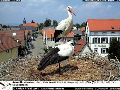 Bornheim Storks nest 1 OTD 070106