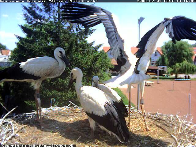 Bornheim Storks nest 2 OTD 070206