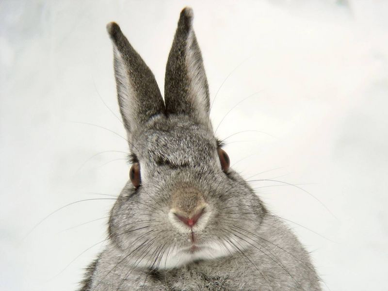 Cutest Bunny OTD 062906