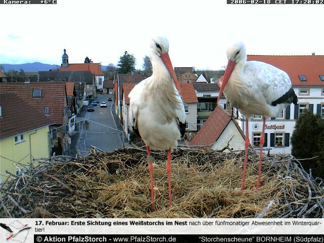 Storks return 2006-02-18