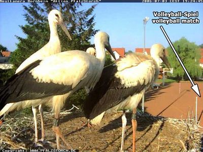 Bornheim Storks nest 2 OTD