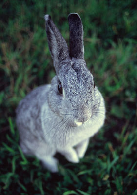 Bunny OTD 062406