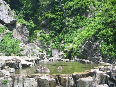 Snow monkeys OTD 062406