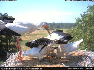 Zeiskam Storks OTD 062506