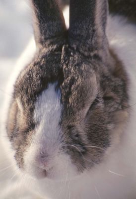Cutest Bunny OTD 070106