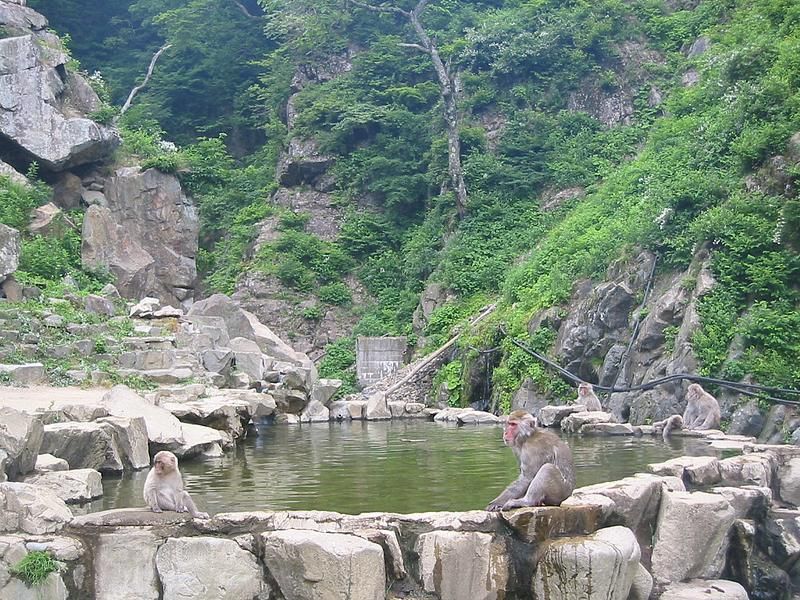 Snow Monkeys OTD 070106