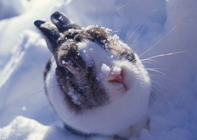 Cutest Bunny OTD 070206