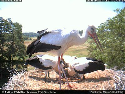Zeiskam Storks OTD 070206