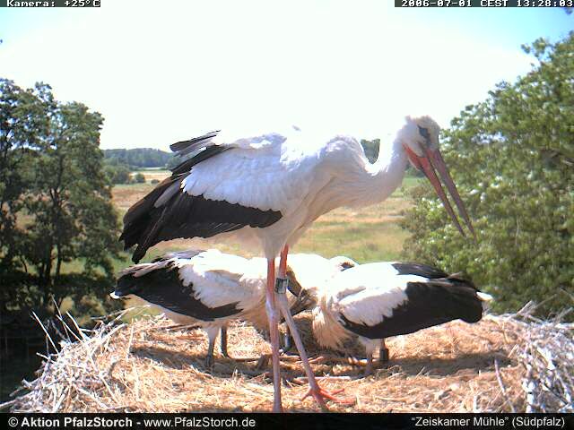 Zeiskam Storks OTD 070206