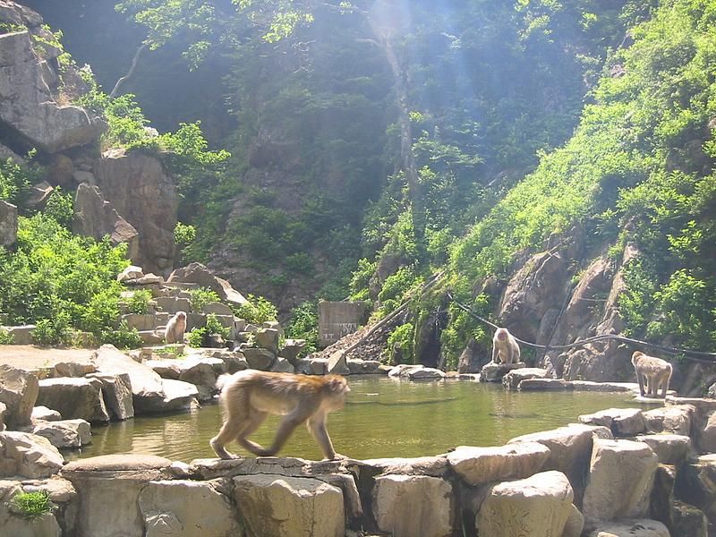 Snow Monkeys OTD 062706