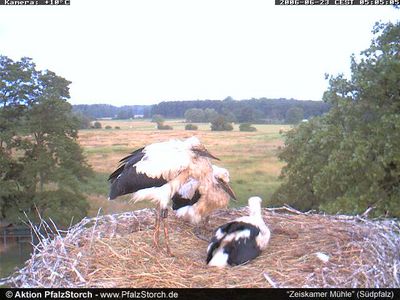 Zeiskam Storks OTD 062306