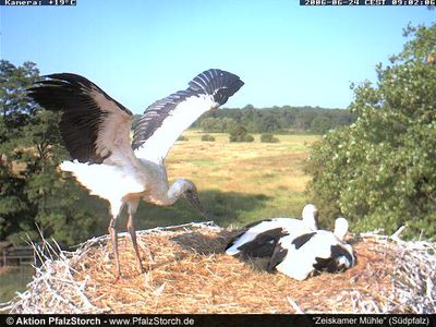 Zeiskam Storks OTD 062406