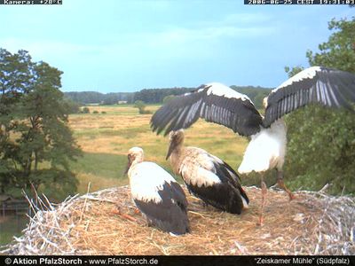 Zeiskam Storks OTD 062806