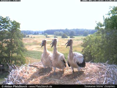 Zeiskam Storks OTD 062906