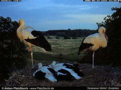 Zeiskam Storks OTD 070106