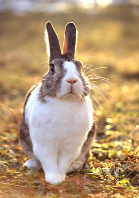 bunny Oolong