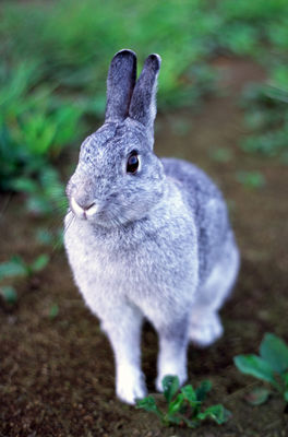 bunny Yuebing