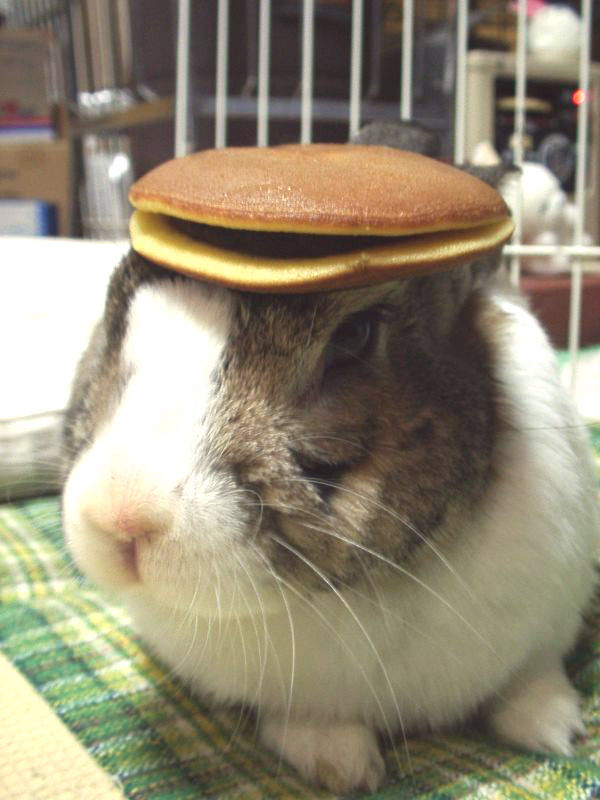 Pancake Bunny