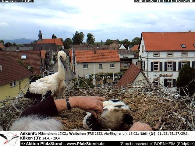 Storks banding the babies 2006-05-31