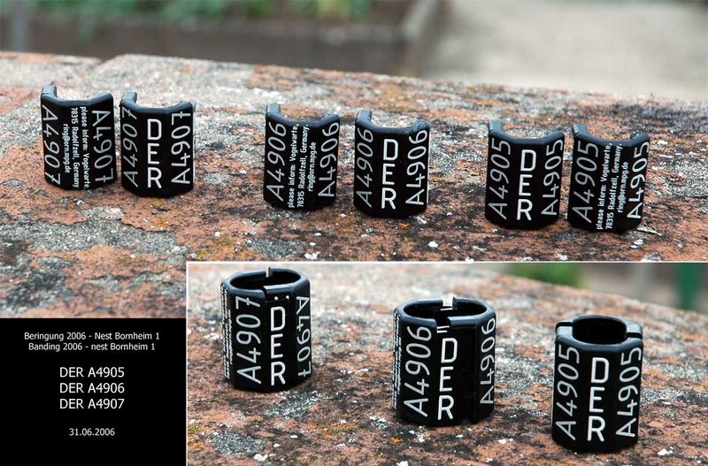 Storks bands