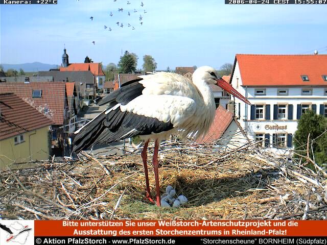 Storks chicks hatching 2006-04-24