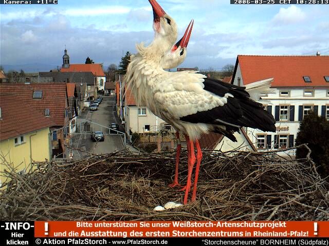 Storks three eggs 2006-03-25