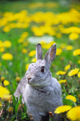 Cutest Bunny OTD