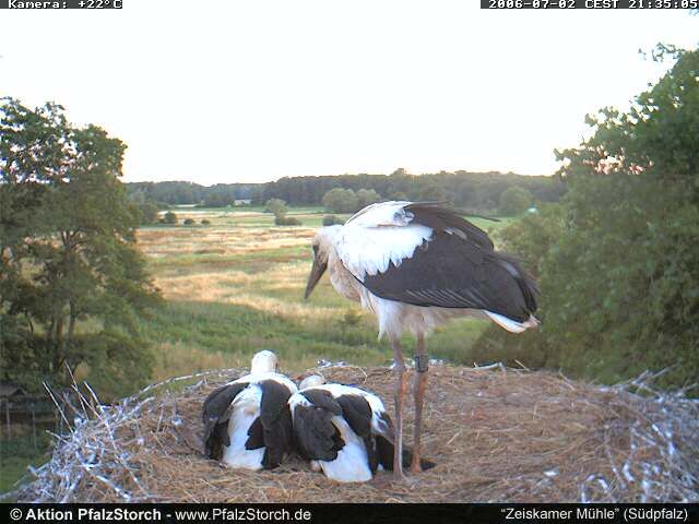 Zeiskam Storks OTD