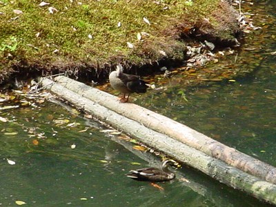dsc02601